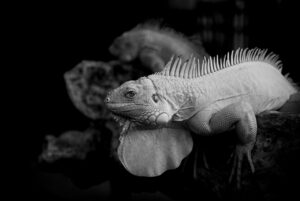 オゼンピックの価格は日本でどれくらいか知っていますか？