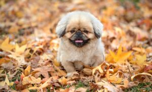 マンジャロの処方はどこで受けられるのか？