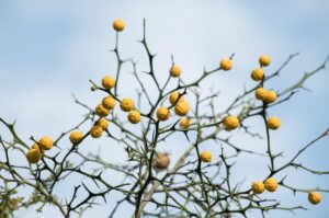 オゼンピックの注射に失敗した場合の対処法は？